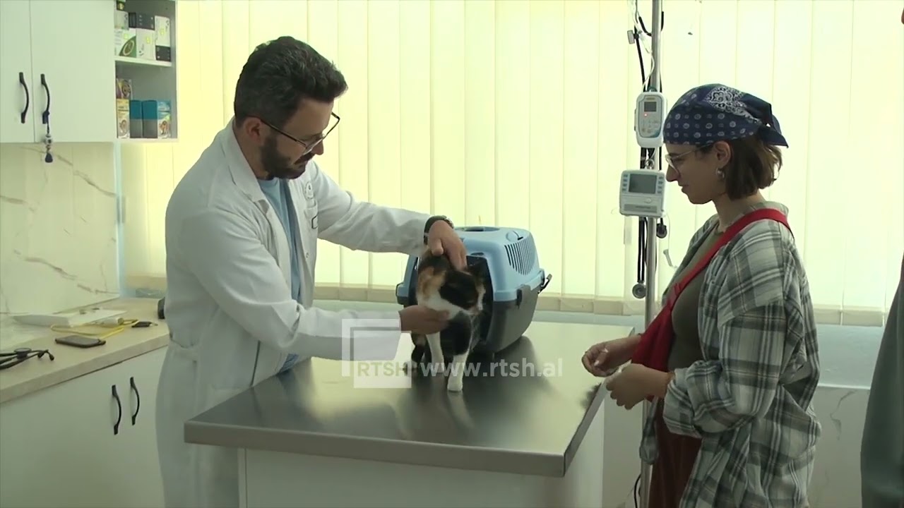 Kujdes nga parazitët, specialistët apelojnë për trajtim të rregullt të kafshëve gjatë verës 