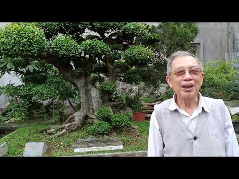 Cây ô zô 100 tuổi, Cây ô zô cổ được khai thác trên núi ba vì