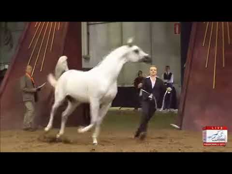 European Championships Verona 2013 - CLASS 10