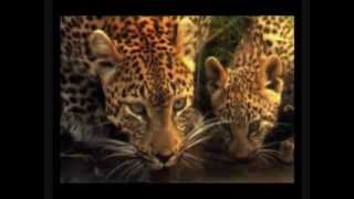 The Big Cats - their beauty, strength and fight for survival - lion, tiger, leopard.