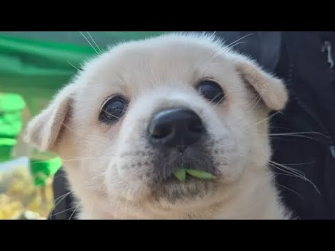 YouTube 썸네일