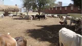 preview picture of video 'Maattu Pongal Festival 2013 - Video 1 @ Nandagopalan Kovil, Cumbum'