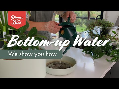 How to Bottom-up Water your plants