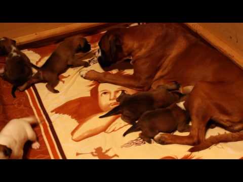 E-Wurf vom Terracotta-Imperium 2 Woche