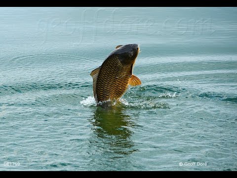 Pescuit la crap - Lacul Cetariu - Carp Jump
