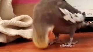 Cover art for Bird headbutts a tune