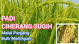 Download lagu The Advantages of Cisugih Rice and How to Care for It for Maximum Yields mp3 Download lagu The Advantages of Cisugih Rice and How to Care for It for Maximum Yields mp3