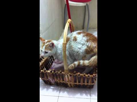 Rescued from Rishon Le Zion- his leg is broken in two places!