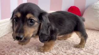 ミニチュアダックスの動画01