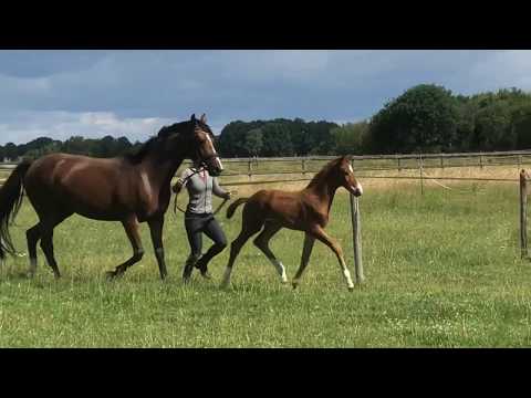 Evel Knievel v  Estobar NRW