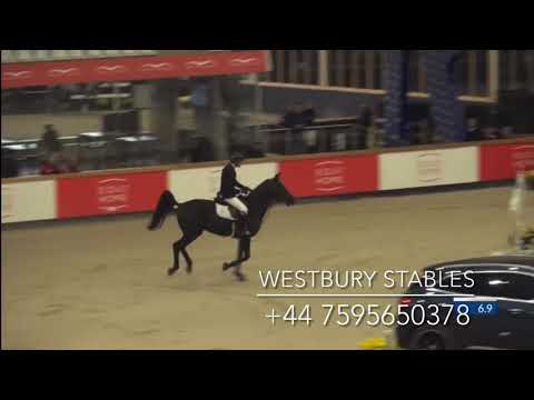 Djoko Z- 2016 Stallion (Dominator X Darco)