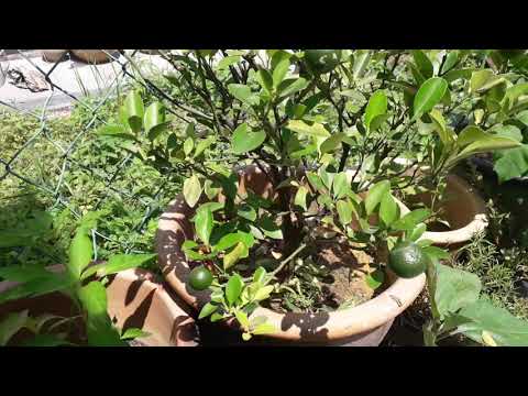 HERBS // BACKYARD GARDEN  // CALAMANSI