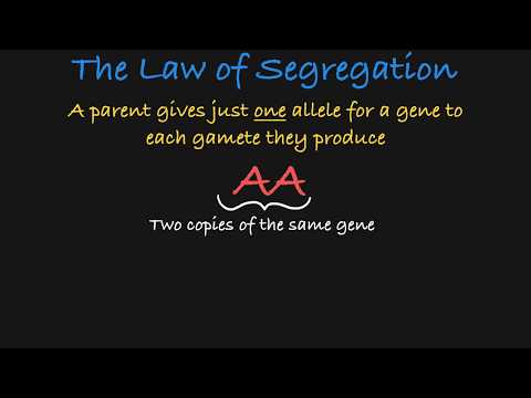Mendel's Law of Segregation Explained