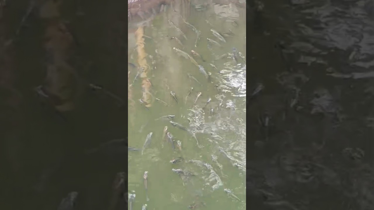 Lake Fishes || WildFish #fishing #bettafish