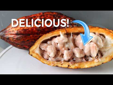 What Does Cacao Fruit Taste Like Before Becoming Chocolate