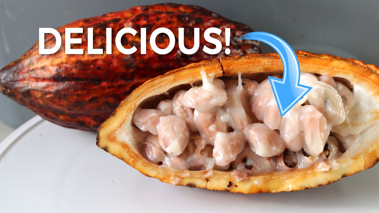 What Does Cacao Fruit Taste Like Before Becoming Chocolate