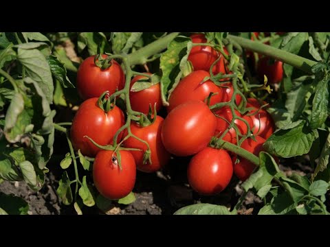 , title : 'Pomidory do przetwórstwa w sezonie 2020 – wywiad'
