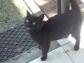 черная кошка .мяу :) 
