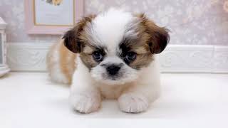 ハーフ犬の動画01