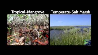 Combating coastal land loss, preserving resilient communities | Karen McKee | TEDxLSU
