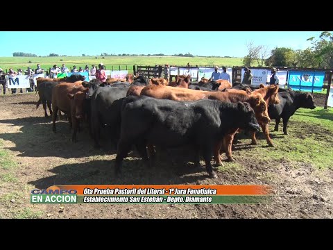 Angus 6ta prueba Pastoril del litoral - Alfonso Bustillo