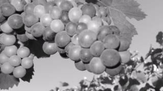 LA VÉRAISON#EARLY RIPENING