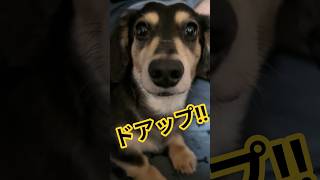 【めちゃかわ♡】れおんくん。ドアップ🤣  ̖́-【可愛いすぎる】 #カニヘンダックス #ダックス #愛犬