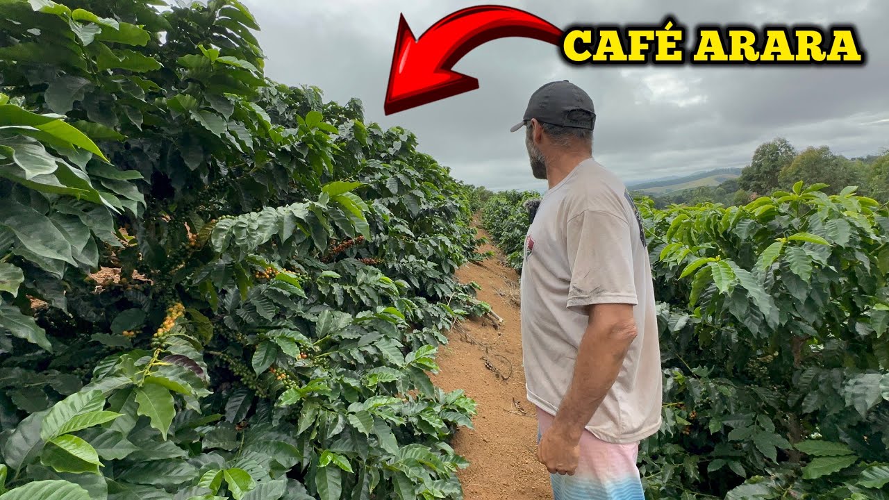 MAIS UM CAFEICULTOR QUE DECIDIU INVESTIR NO  CAFÉ ARARA