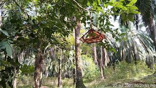 Download lagu merbah lekir bapok hutan mp3