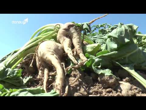 Enttäuschend! – Bayerischer Bauernverband erwartet nur durchschnittliche Zuckerrüben-Ernte!