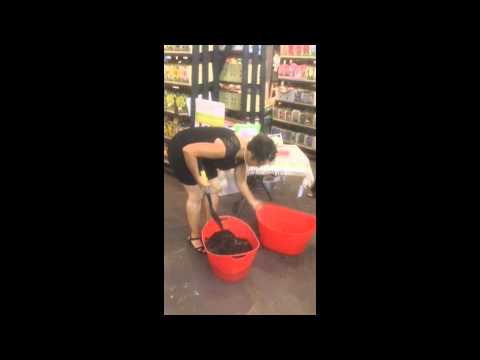 how to plant 20 tulip bulbs in 2 minutes