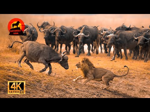 León vs Búfalo – Supervivencia Extrema en la Naturaleza Africana #animalessalvajes | NATUREZA VIDA