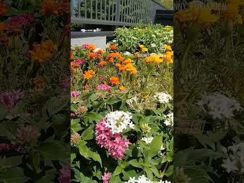 墓地に適した手入れの簡単な植物は何ですか？私たちのトップ5！  庭園