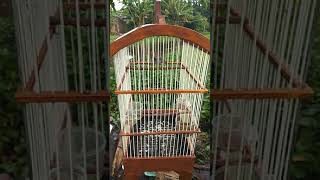 Download lagu Prenjak Betina Tir Panjang Buat Menaikan Birahi Jantan mp3 Download lagu Prenjak Betina Tir Panjang Buat Menaikan Birahi Jantan mp3