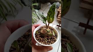 @ 擁 豹生活的 油點百合 - 開花篇