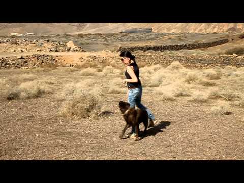 Bardino Mix in Training - Sara Animal Shelter - Lanzarote