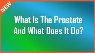 What Is The Prostate And What Does It Do?