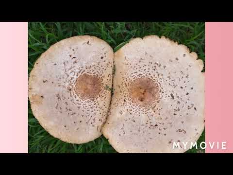 GEOGRAFIE GRAAD 10 EENHEID 3