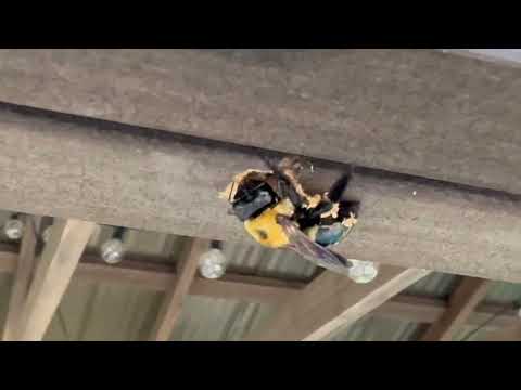 Carpenter Bee Digs the Pool in Iselin, NJ