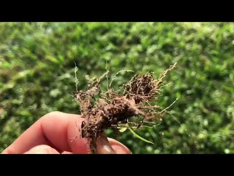Ant Eggs Found in The Dirt in Sea Girt, NJ