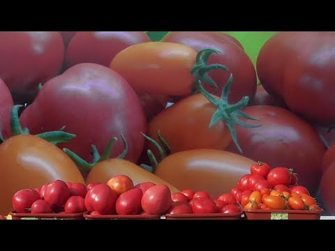 КАКИЕ ТОМАТЫ САМЫЕ СЛАДКИЕ? Ольга Чернова.