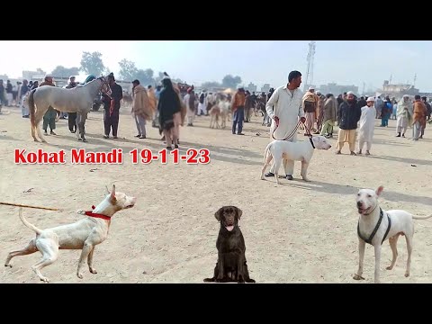 19  11 2023 dog mandi 01 | Mubashir info