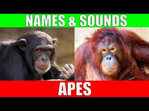 APES for Kids - Learning Ape Names and Sounds for Children