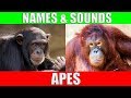 APES for Kids - Learning Ape Names and Sounds for Children
