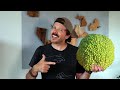 Woodworking with a WEIRD Fruit Tree | Oklahoma's Osage Orange | Justinthetrees US Tree Map