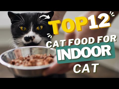 Best Cat Food For Indoor Cats in 2024: Ultimate Guide & Recommendations