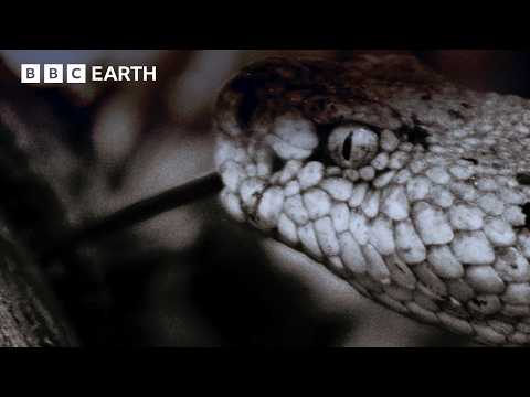 Incredible Snake Ambush: Hunting in the Dark Using Heat Vision | Life in Cold Blood | BBC Earth
