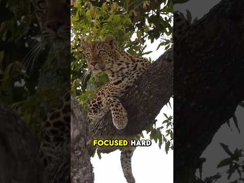 The leopard chose escape over defending its food #animals #shorts #wildlife