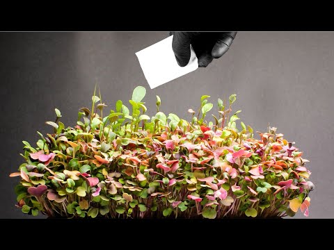 27 Days - Growing Arugula Seedlings Timelapse