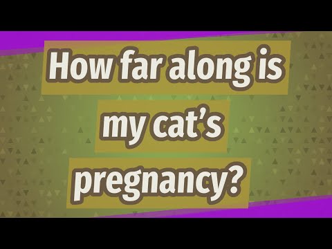 How far along is my cat's pregnancy